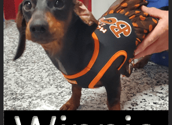 Pup of the Week… Winnie!